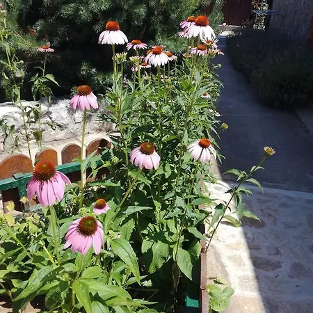 Farm stay Seosko Turisticko Domacinstvo Imunsan Nis